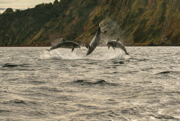 Triple Dolphin breach