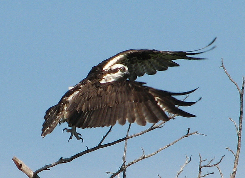 osprey