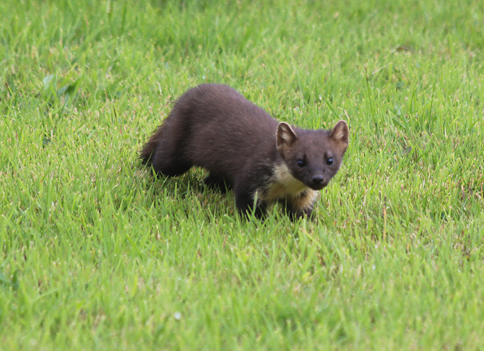 pine marten