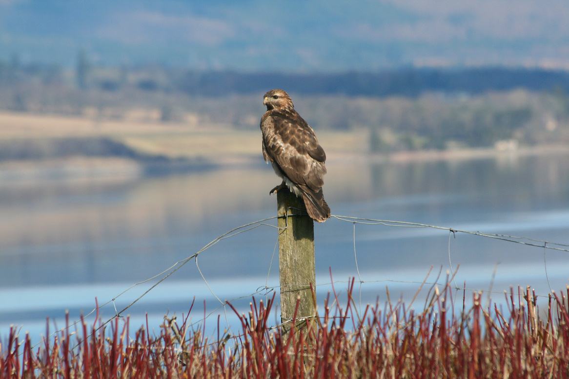 buzzard