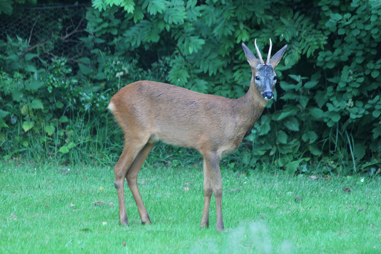 roe deer