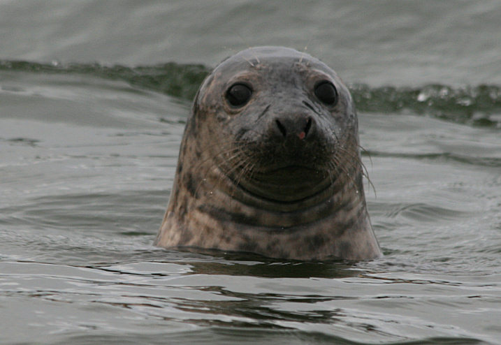 common seal