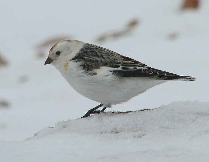 snow bunting